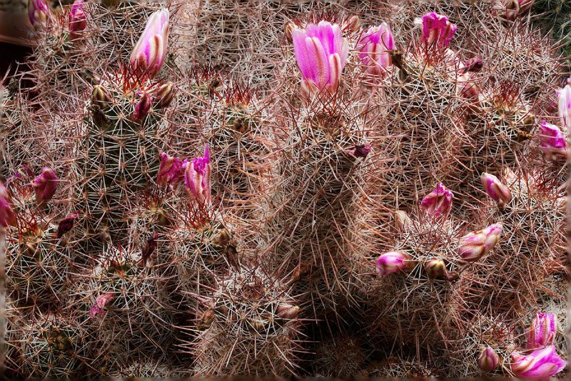 Mammillaria mazatlanensis
